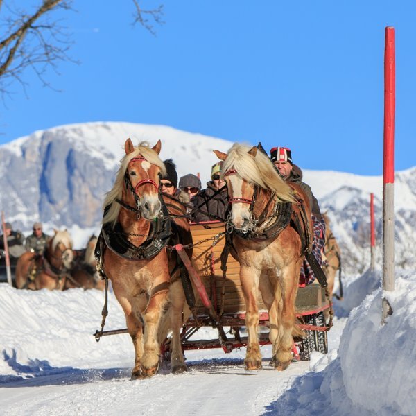 Pferdeschlittenfahrten in Rohrmoos und Ramsau am Dachstein | © Martin Huber